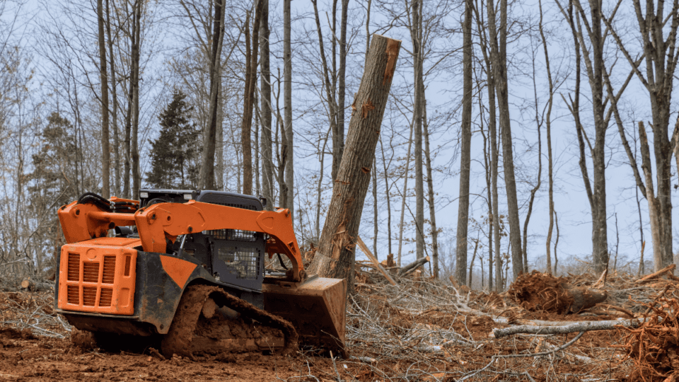 tree removal costs